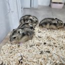 펫엔글라이더본점&로던트클럽 광주 | 광주햄스터분양! 다양한 동물들을 한번에 보고 분양까지! 펫엔글라이더본점&amp;로던트클럽 광주