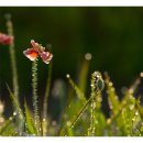 아침이슬 이미지