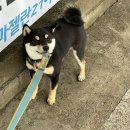 모루 동물의료센터 | [병원정기방문]매달 병원 가는 이유