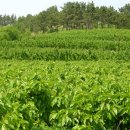 만사농장 이미지