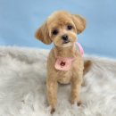 Dog Salon 이미지