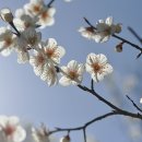 살구꽃공원 이미지