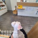비전 동물병원 | 평택동물병원 :: &lt;비전동물병원&gt; 강아지 귀 염증증 말라세치아 치료 후기