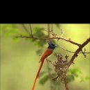 북방긴꼬리딱새(Paradise flycatcher. 별삼광조) 이미지