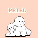 비숑마을펜션 | 창원 애견 동반 독채 펜션 리틀미까사 2동 페텔 예약