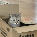 6065 | 성수 고양이카페 너즐 탐방 후기