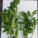 미라클팜 이미지