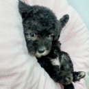 스누피 펫살롱 이미지