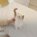 고양이를 사랑하는 남자 이미지