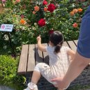 장미축제 | 중랑장미공원 5월 서울장미축제 30개월 아기랑 방문 후기 추천일정