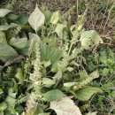 지성농장 이미지