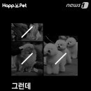 펫나라 이미지