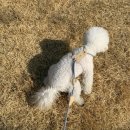 소형견 하네스 추천 유니노스 로프 하네스 리드줄 사용후기 | 분실방지 NFC칩 탑재
