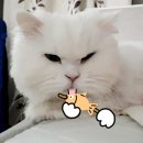 고양이낮잠 이미지