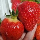 박선희농장 이미지