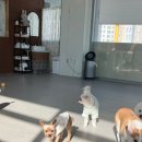 프찌