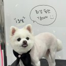 멍발소 하우스 이미지