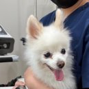 윤은채 재활 한방 동물병원 이미지