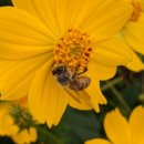 벌화분, 비폴렌(Bee pollen) 효능 이미지
