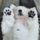 더샵 동물병원 | 강아지 3차접종 후기 경산 더샵동물병원에서 하고왔어요