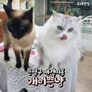 개이쁜냥 이미지