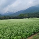 삼정메밀소바 | 양산 통도사 메밀꽃_메밀밭 구경전 &#39;삼정메밀소바&#39; 후기