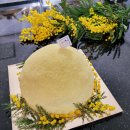 미모사패션 이미지