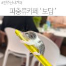 블랙덤보 | 전주 신시가지 파충류카페 보담 | 아이와 가볼만한곳, 뱀부터 토끼까지 체험 후기
