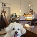 디어멍멍 | 부천 중동 애견동반카페 루밀 방문후기💕💕