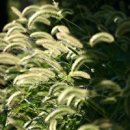 강아지풀 이미지