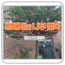 건물입구 방해되는 나무 벌목 가지치기 작업 후기