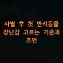 세종사이버대와 함께하는 <성격 유형별 스트레스 해소법> | 사별 후 첫 반려동물 장난감 고르는 기준과 조언