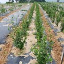 화전농장 이미지