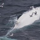 하얀고래 이미지