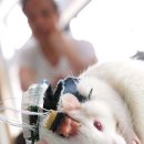 컴퓨터로 산 쥐를 제어하다/독일의 인공눈 개발소식-아모르 공동 이미지