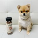 댕댕이를 위한 크리스마스간식 만들기 | 레디펫고 홍삼이랑 유산균 강아지 뼈 관절 간식 후기