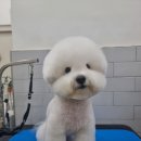 몽슈피스 이미지