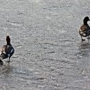 해오라기 이미지