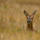 노루마당 이미지