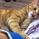 중흥초교 정문 이미지