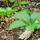 삼봉농원 이미지