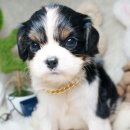 지아 애견샵 이미지