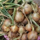 다마내기 이미지