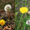 대등축산 이미지
