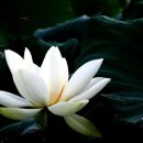 들꽃산장 이미지