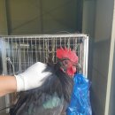 제주애니멀119제주