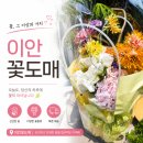 이안도매