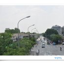 Re:가로수 (중국에서 본 가로수 회화나무) 이미지