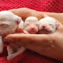 도그아트켄넬 이미지