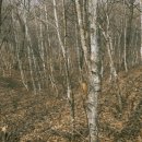 수산(자웅산) 이미지